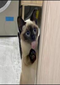 慢慢喜欢你讲的是什么