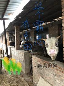 这个霸总不对劲在线阅读免费