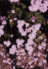 西沉寂静地 (校园 )txt