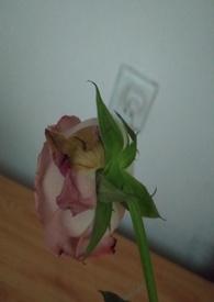 渣女手段