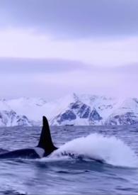 男主是仿生人的