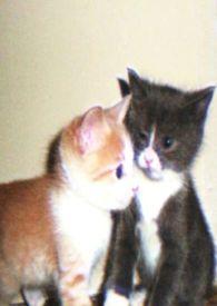 娇小姐和真少爷全文免费阅读全文